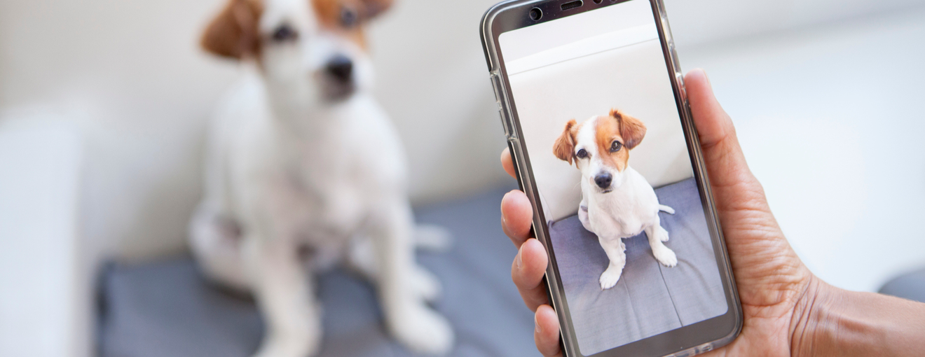 Someone taking a picture of a dog