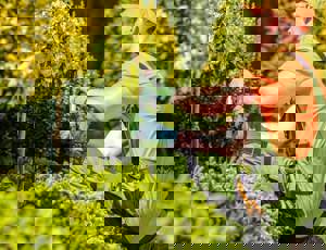 Gardener in protective workwear trimming bushes 