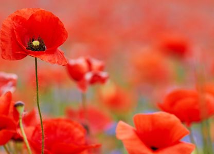 poppies in a field