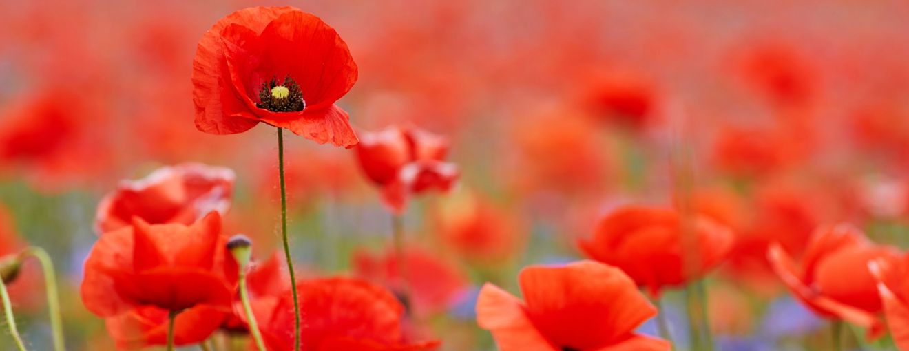 poppies in a field